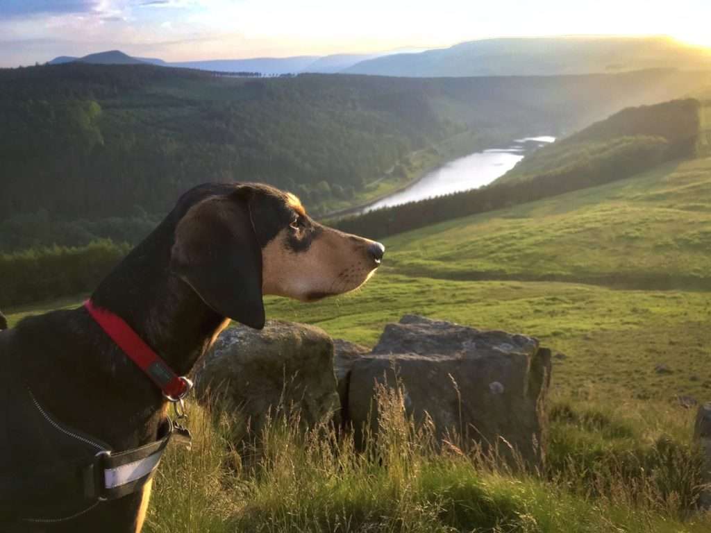 Loki